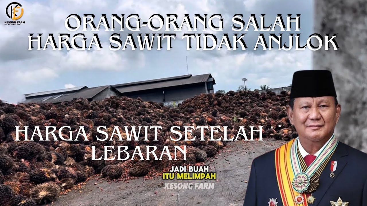Harga sawit 2 April 2026. Orang-orang salah, harga sawit stabil habis lebaran, cendrung naik