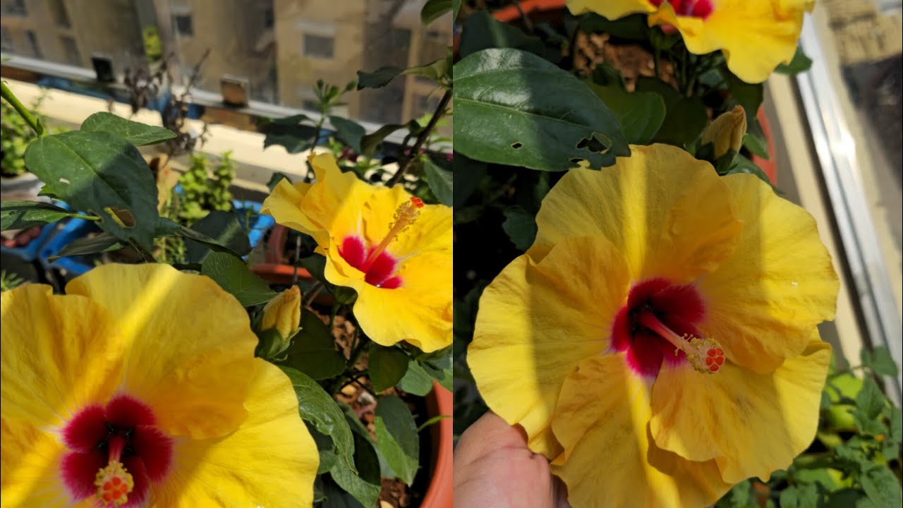 গ্রীষ্মকালীন জবা 🌺 গাছের কি কি পরিচর্চা করলে গেছে অধিক 🌺 ফুল পাওয়া যায় || @amikheya 