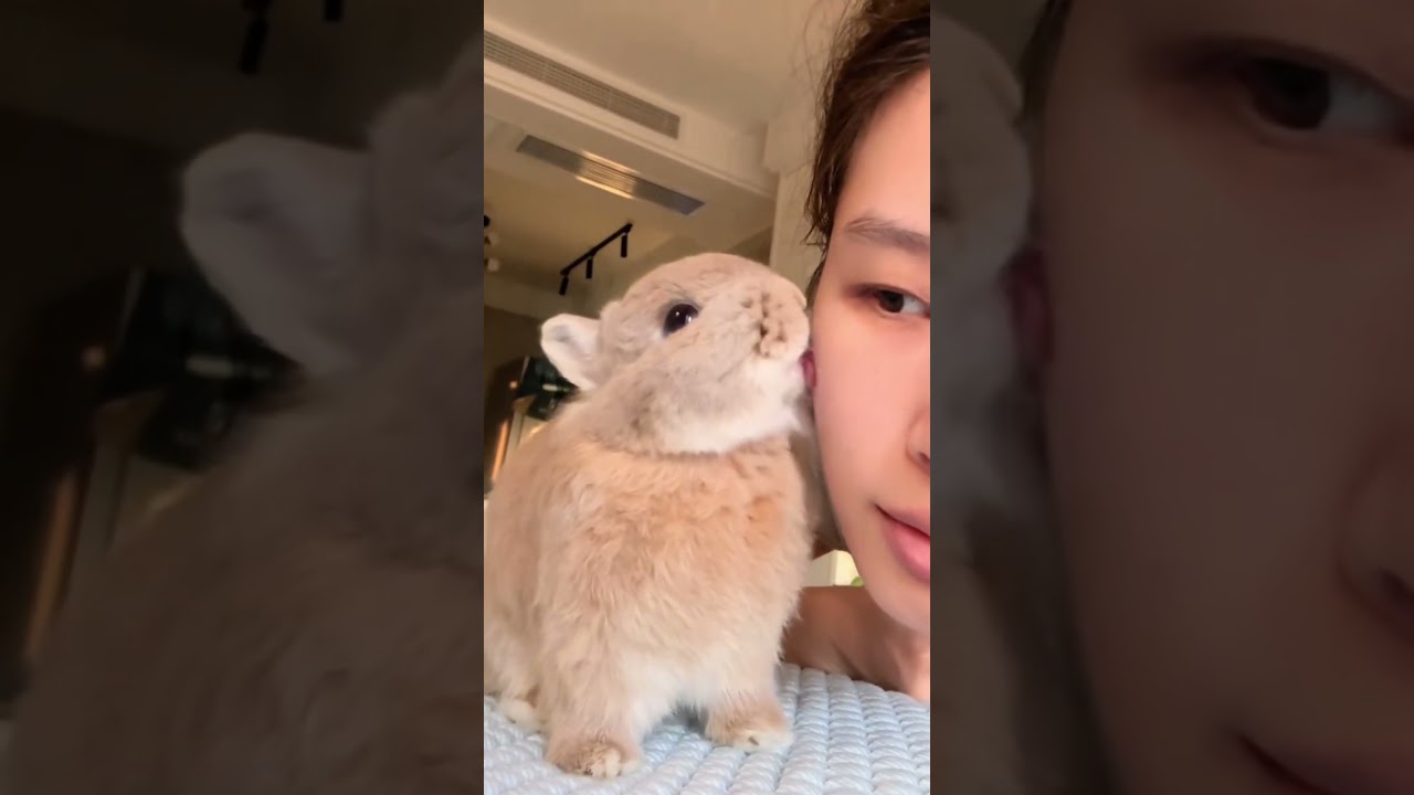 Funny Bunny With Crazy Moments #pets #bunny #rabbit #animals #shorts #petcare #petvideos #fyp