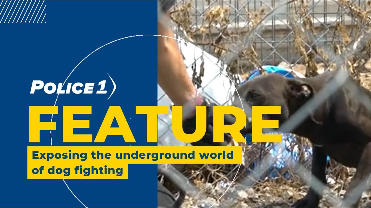How #police can investigate illegal #dogfighting