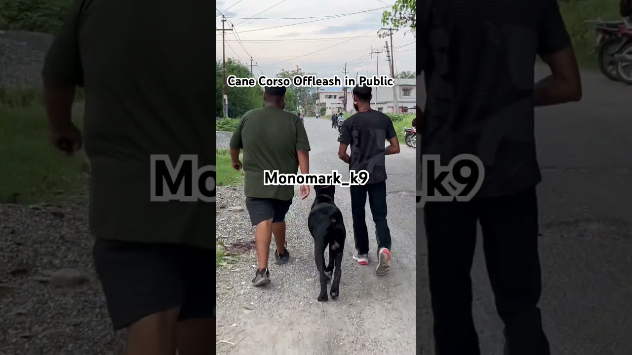 Cane Corso Shaping #obedience #dogtraining #canecorso #offleashdogtraining #monomark #pets #yt #dog