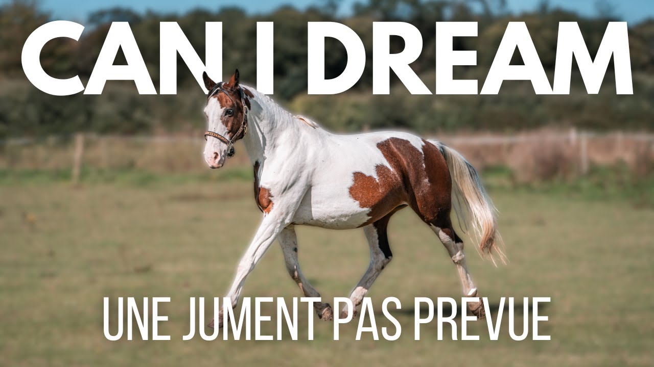Présentation de mes chevaux #6 : Can I Dream, une jument rare 🤎