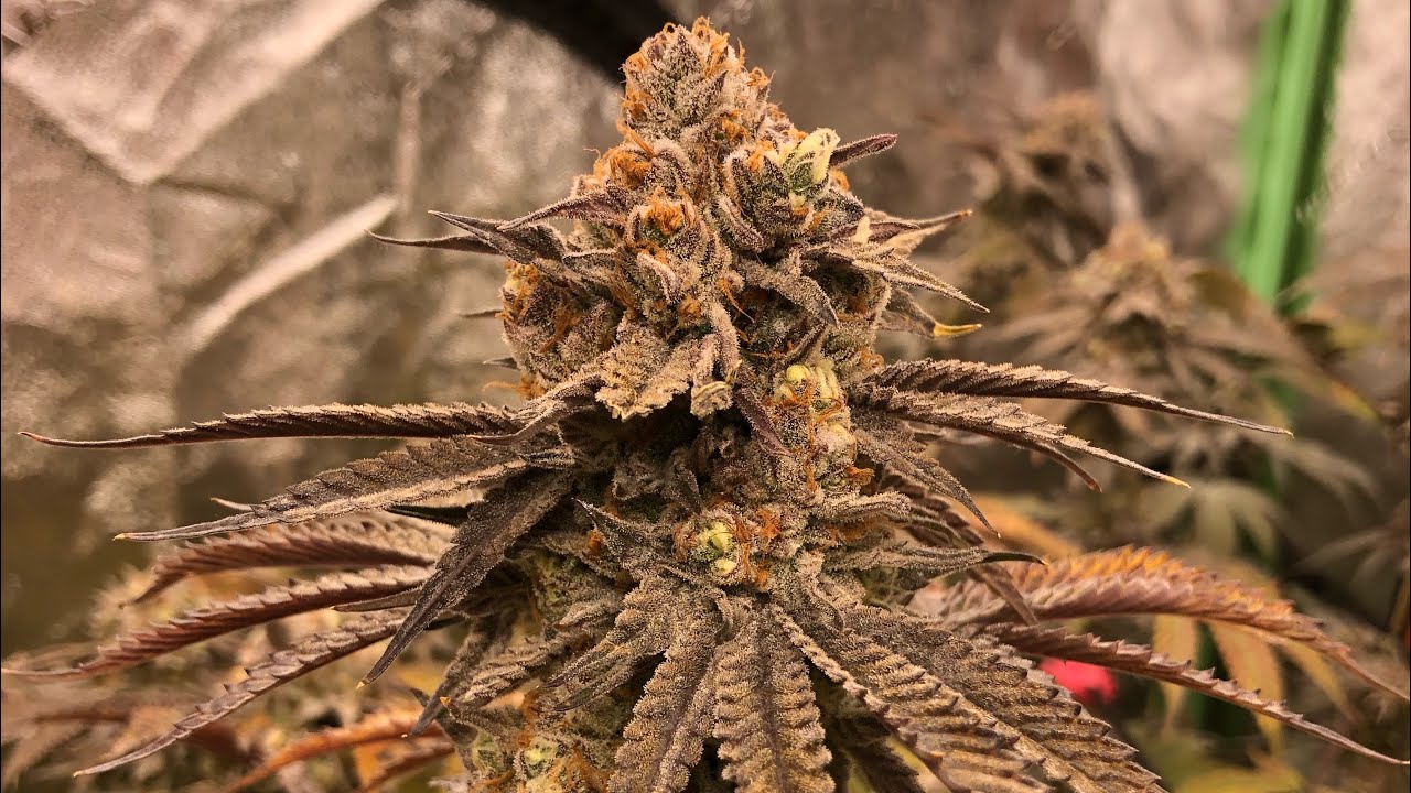 Week 7 defoliation