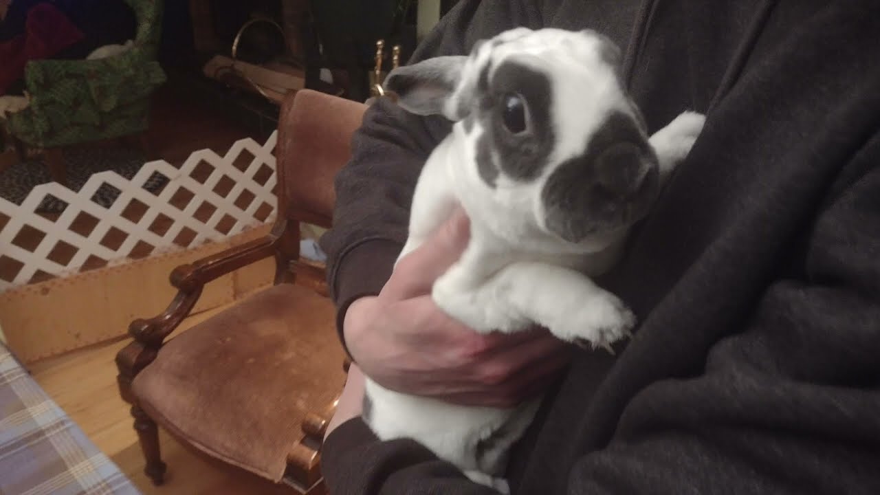 Why Rabbits Are Also Called Bunnies