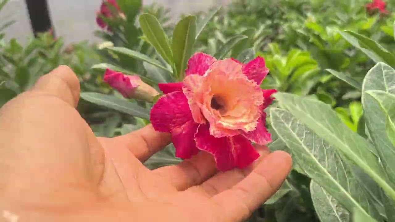 um verdadeiro paraíso de rosas do deserto 😍