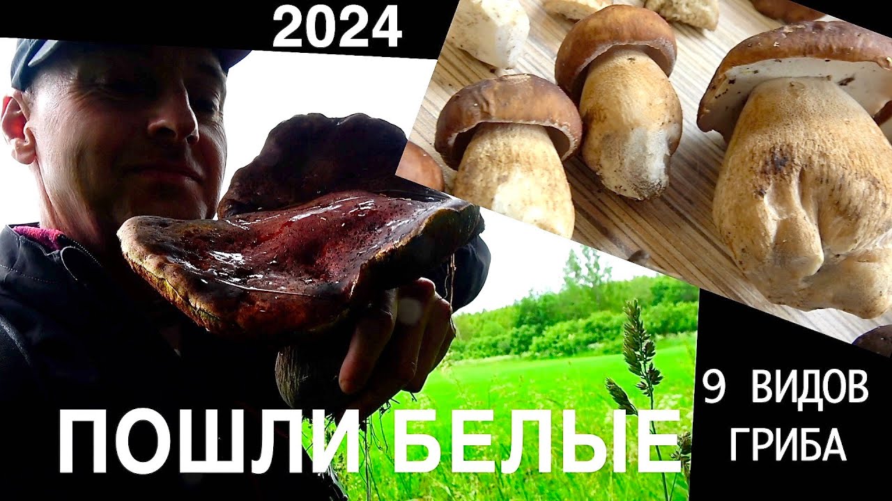 ПОШЛИ БЕЛЫЕ ГРИБЫ 2024/ СКАЗОЧНЫЕ НАХОДКИ