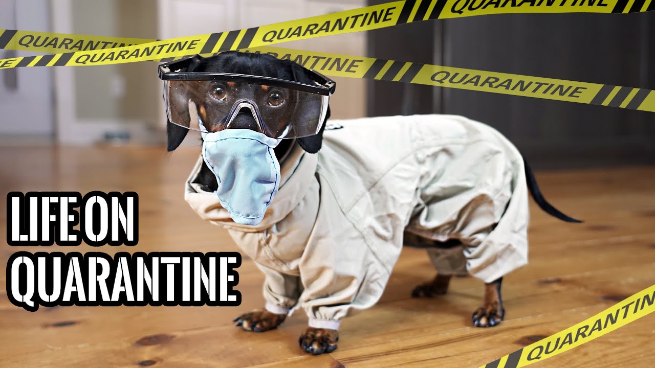 Ep 47: QUARANTINE LIFE — (Funny Wiener Dogs on Lockdown)