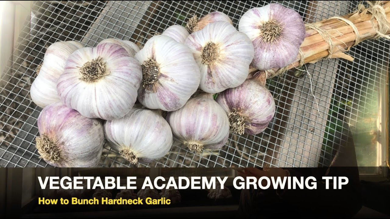 How to Bunch Hardneck Garlic