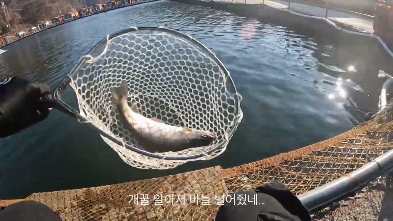 송어초보자 대왕 송어 낚다.(용인 한터낚시터)24.11.24