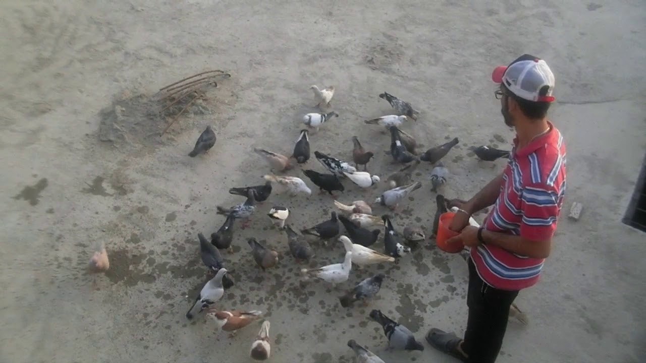 Naye 26 kabootar Kholey || New Training Video 1 || Pigeons planet.