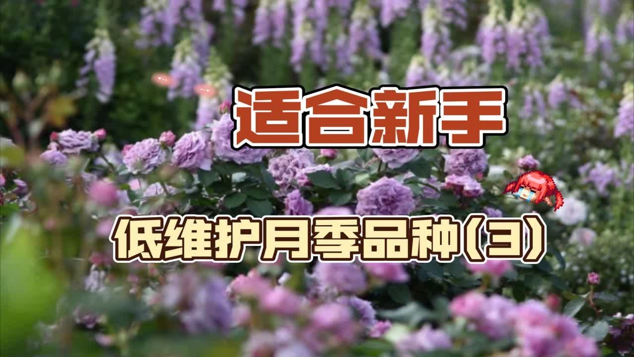 适合新手容易种植的低维护月季品种盘点(3)——少打药才能享受健康绿色生活