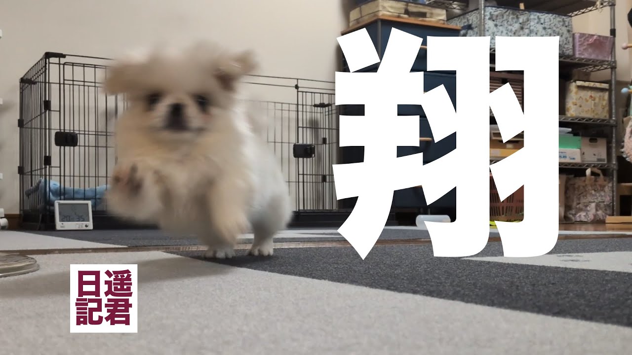 2026年2月7日  遥君❗️翔んで、飛んで、跳んで‼️