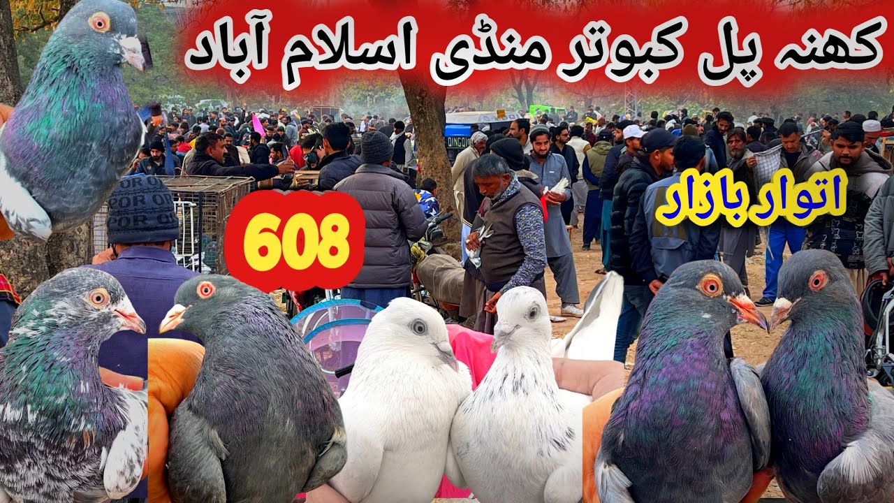 608 | Sunday Kabootar Mandi Khanna Pul Islamabad | Today 28,12,2025 | High Flyer Pigeon Market Price
