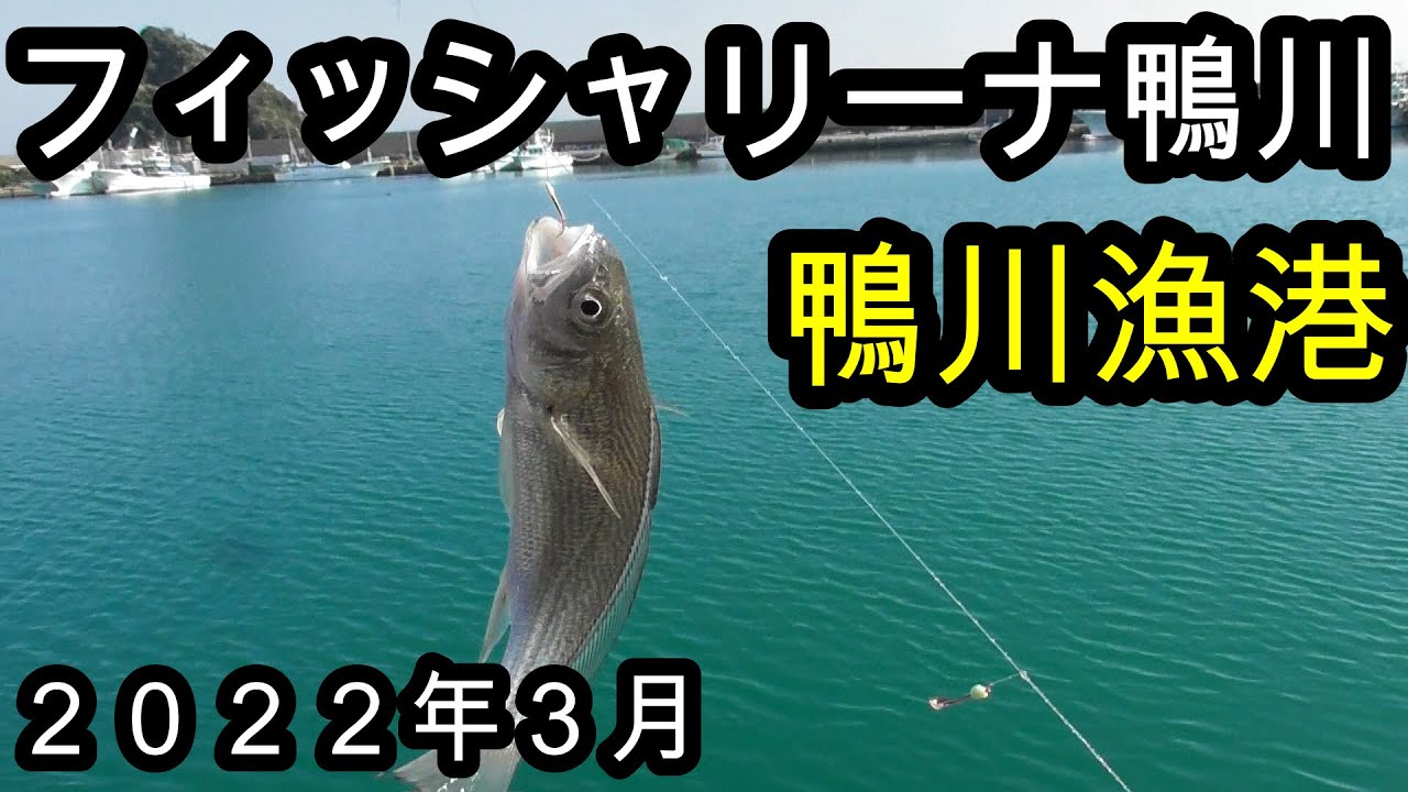 2022年3月　フィッシャリーナ鴨川から鴨川漁港　トリックサビキで、なんとか釣れた！