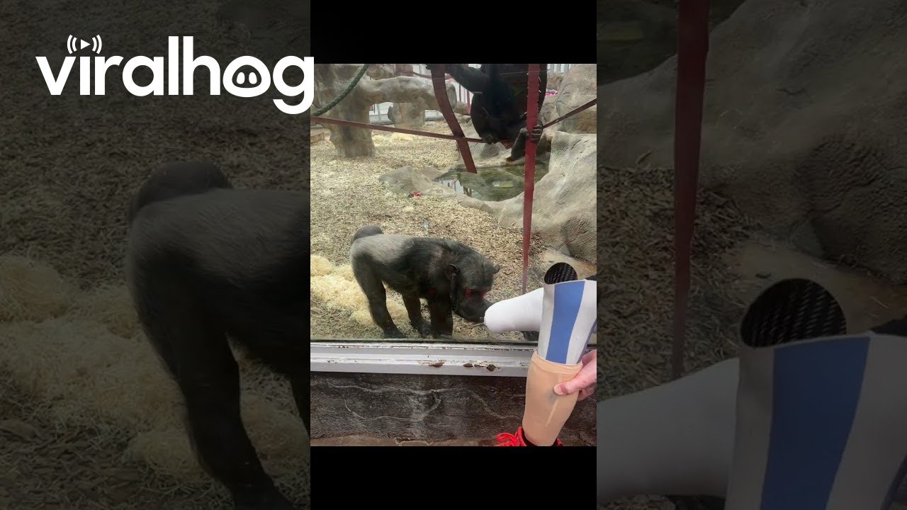 Chimpanzees Keep Checking Out Prosthetic Leg || ViralHog