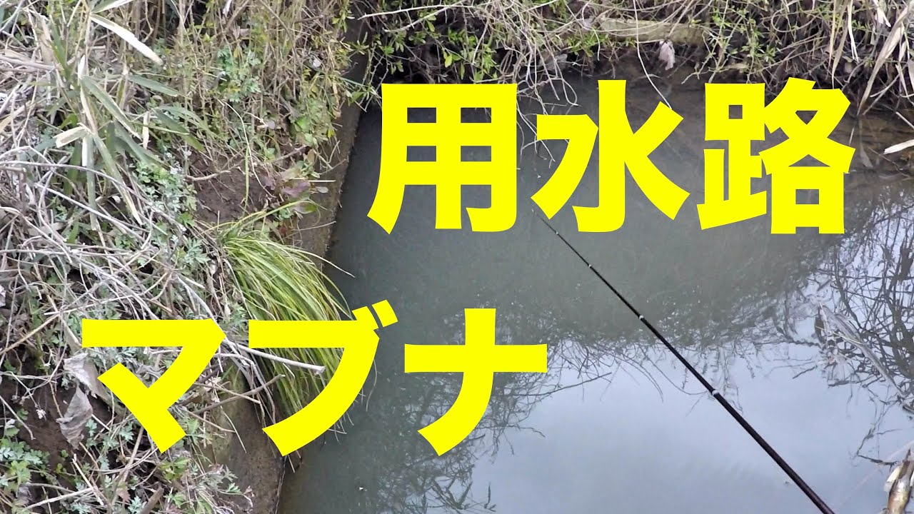 春到来!? 巣離れマブナ釣り【用水路ホソ】2015/2/23 Japanese Carassius fishing