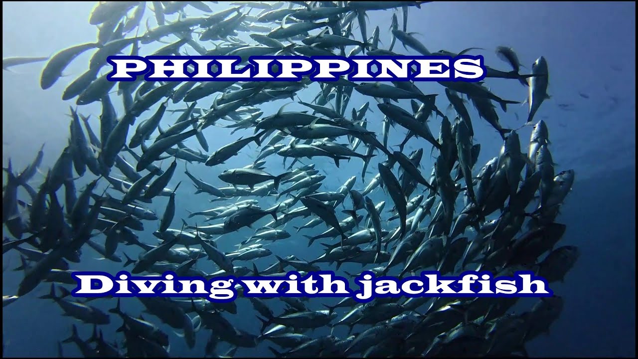 Jackfish Pamilacan Island - Philippines - Liveaboard - Bernds Tauchsafaris