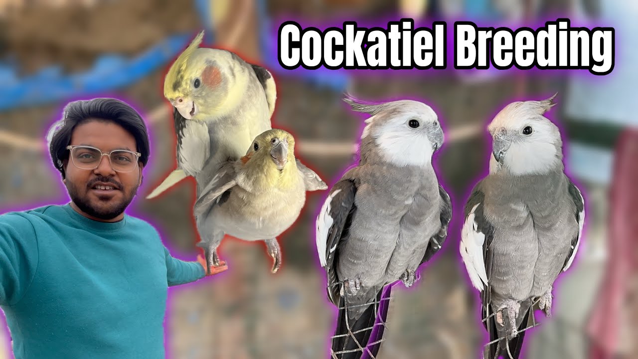 Cockatiel Breeding Tips❄️ Winter Season Cockatiel Breeding Information |