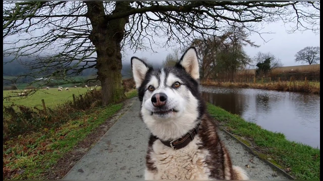 Meet Sherpa the dog that Loves to make everyone Smile