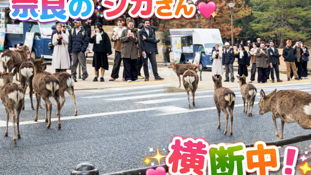 【奈良公園】鹿に向かってクラクションを連発の意外な反応「O」って何？外国人観光客が見た🦌🚦👌 信じられない！日本で道路を横断する鹿！🦌🚦