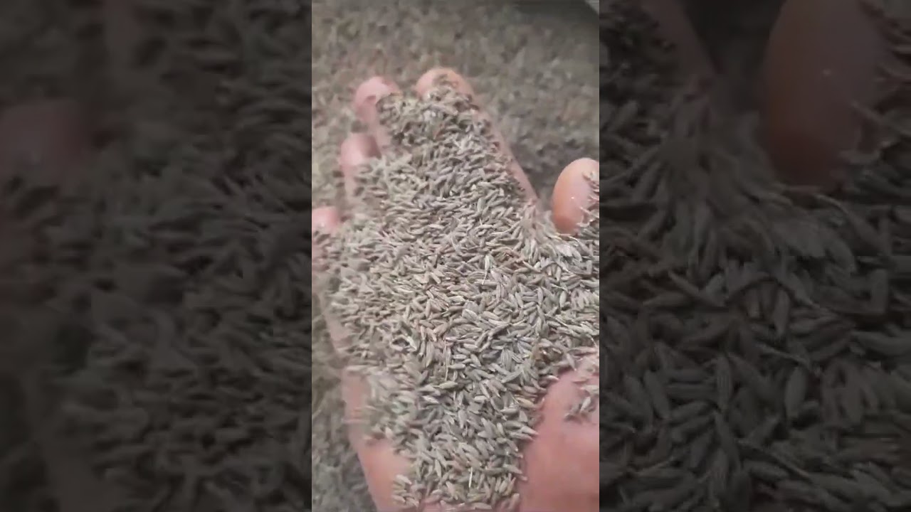 Cumin (जीरा) in Unjha Mandi: A Spice Trade Tale | 