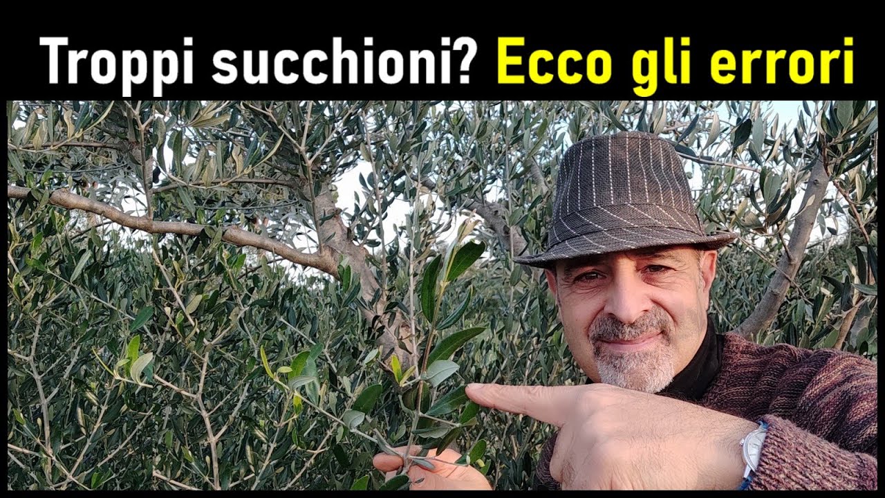 Ecco cosa sbagliamo se ci sono troppi succhioni sulla pianta dell'olivo