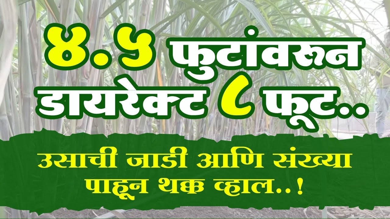 4.5 फुटांवरून डायरेक्ट 8 फूट..  उसाची जाडी आणि संख्या पाहून थक्क व्हाल!