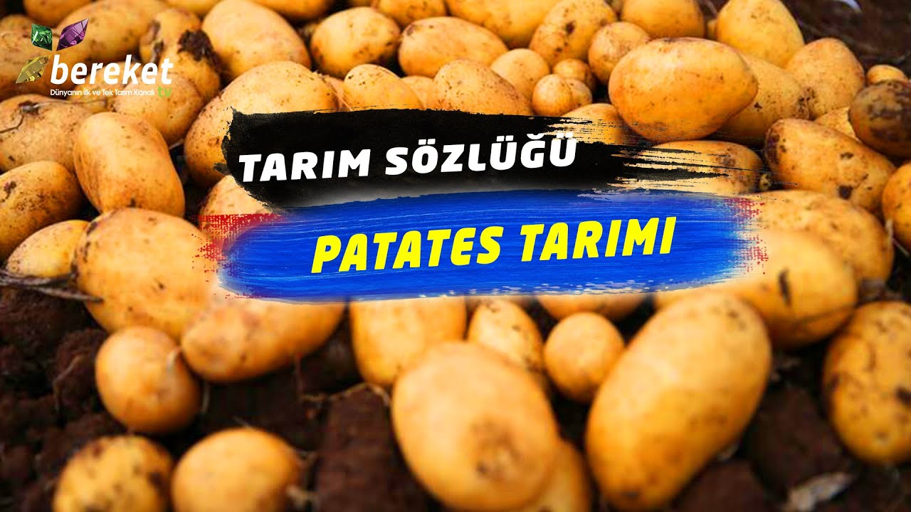 Tarım Sözlüğü - Patates Tarımı