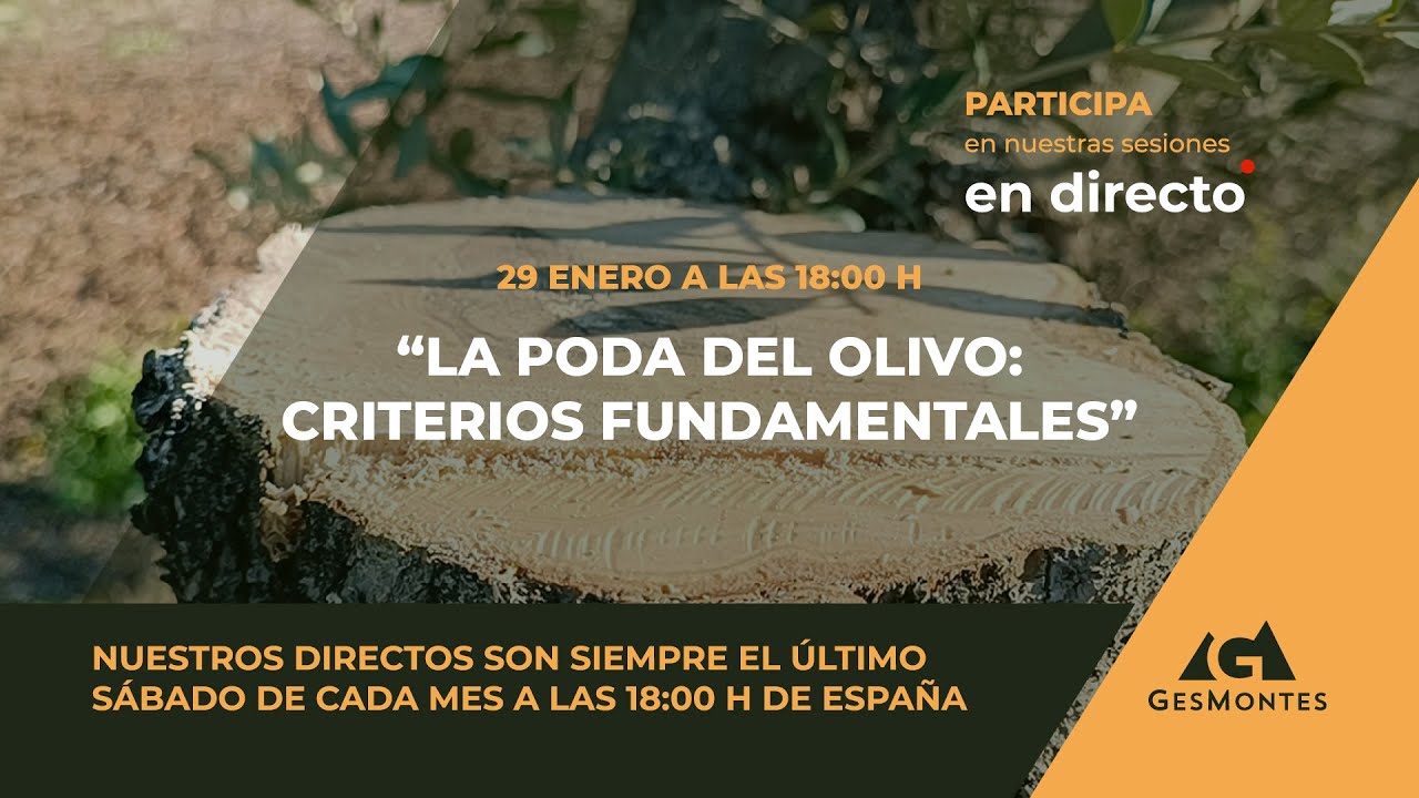 Criterios Fundamentales en la Poda del Olivo
