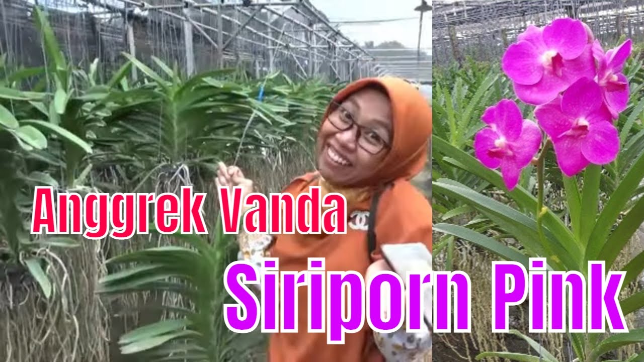 Anggrek Vanda Siriporn Pink
