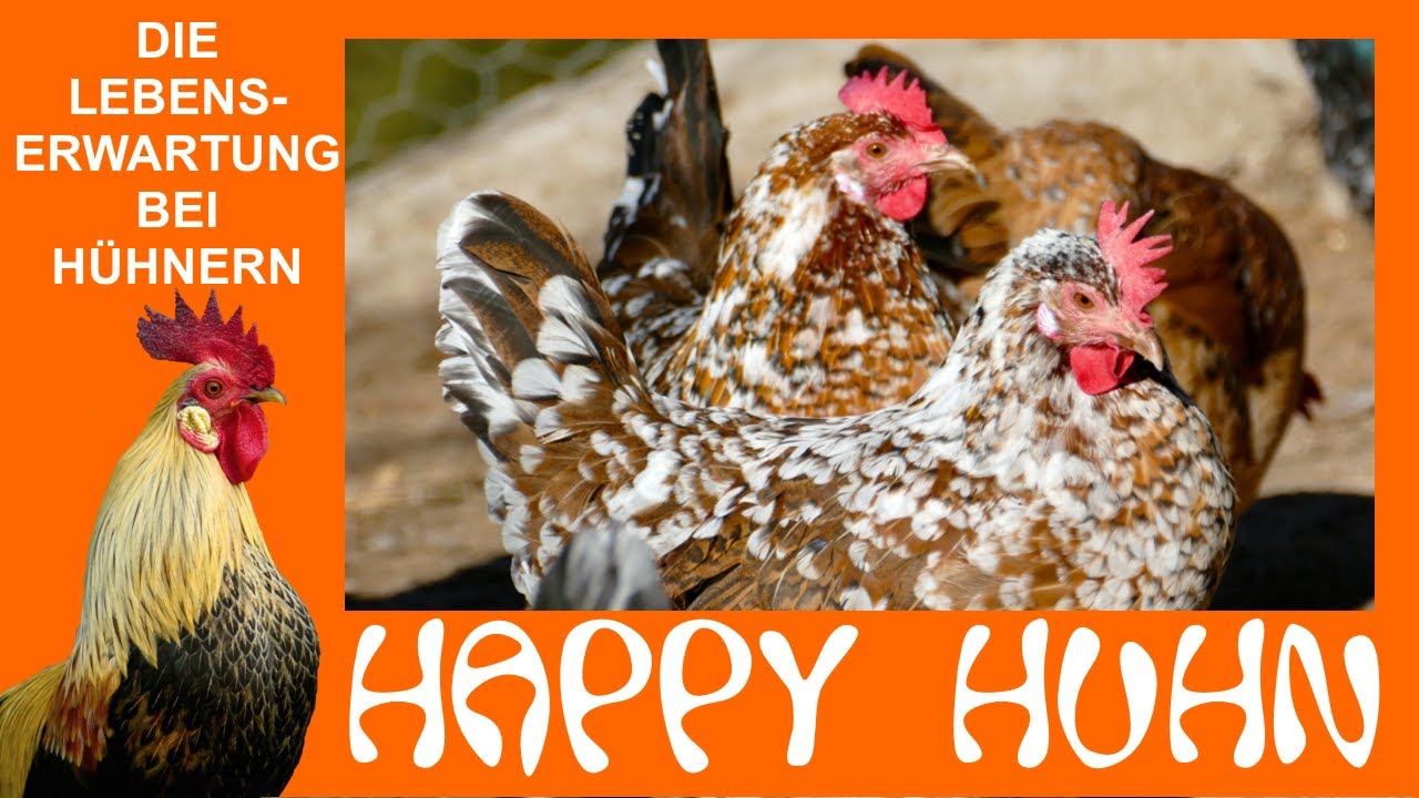 E171 Die natürliche Lebenserwartung von Hühnern - HAPPY HUHN - Wie alt werden Hühner? Rekorde Alter