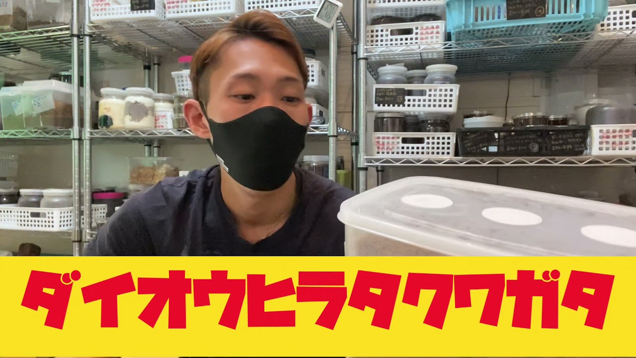 ダイオウヒラタ産卵セット割り出したよ♪