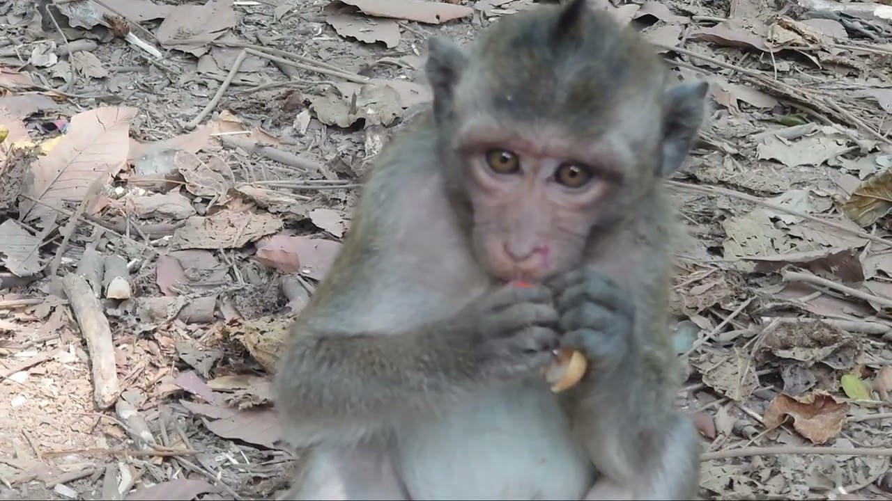 big line thouorthy monkey
