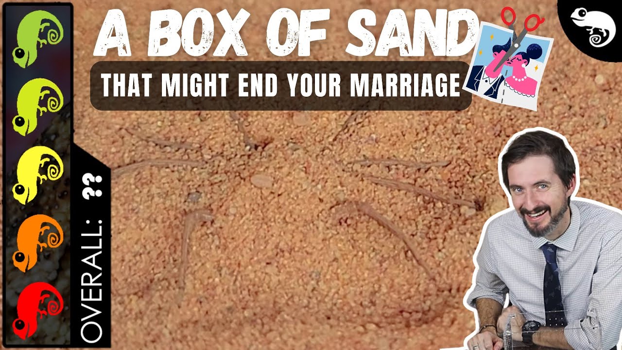 Six-Eyed Sand Spider, The Best Pet Arachnid?