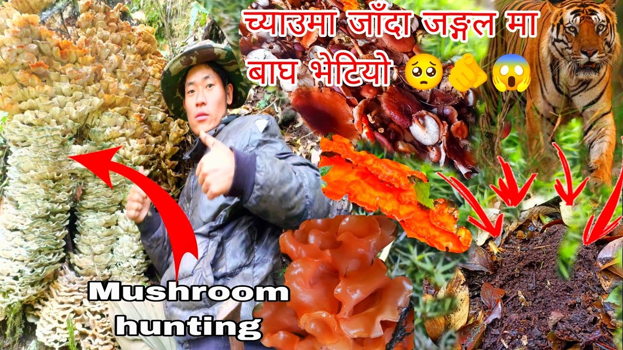 जङ्गल च्याउमा जाँदा बाघले झन्डै मान्छे खायो😱। Mushroom 🍄 hunting 😱🍄@sotang1017