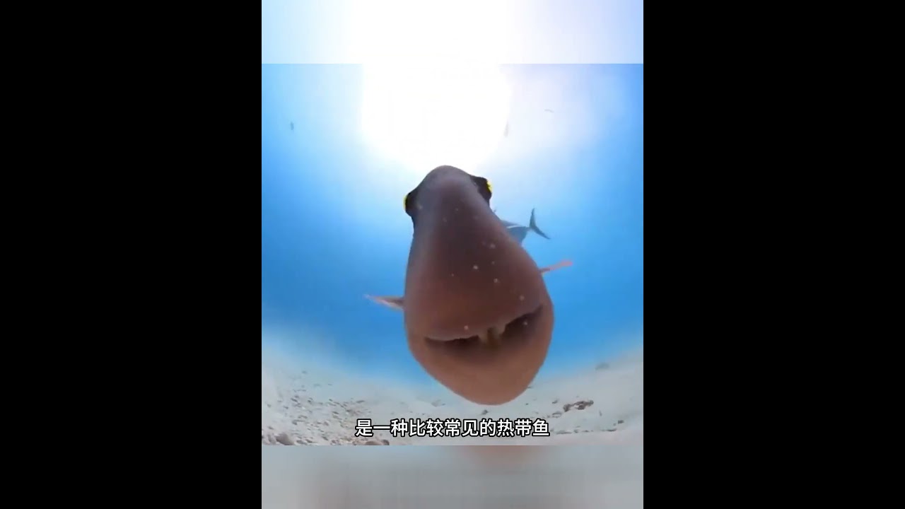 长着性感嘴唇的鱼，板机鱼！十分具有攻击性 #板机鱼 #海洋生物 #神奇动物在抖音 #神奇动物 #动物的迷惑行为