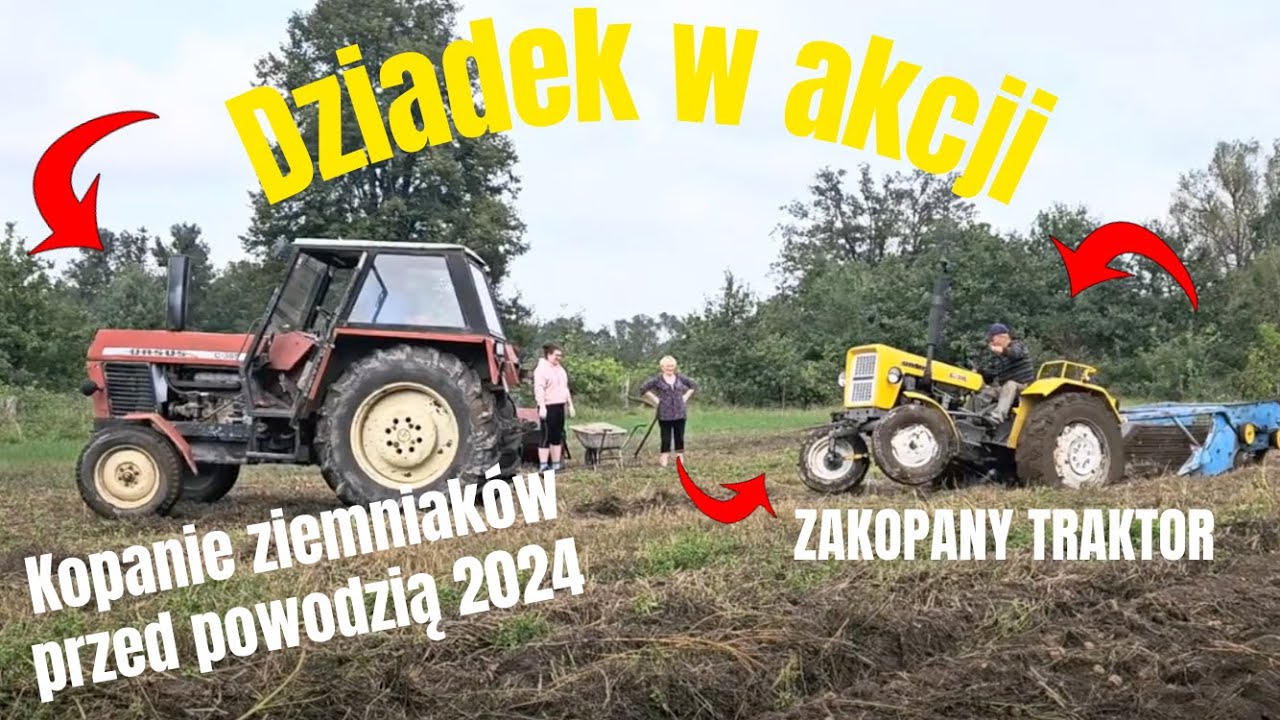 🥔Kopanie ziemniaków przed powodzią🥔 | Dziadek w akcji | Powódź 2024 🌊 | Szprotawa | Lubuskie