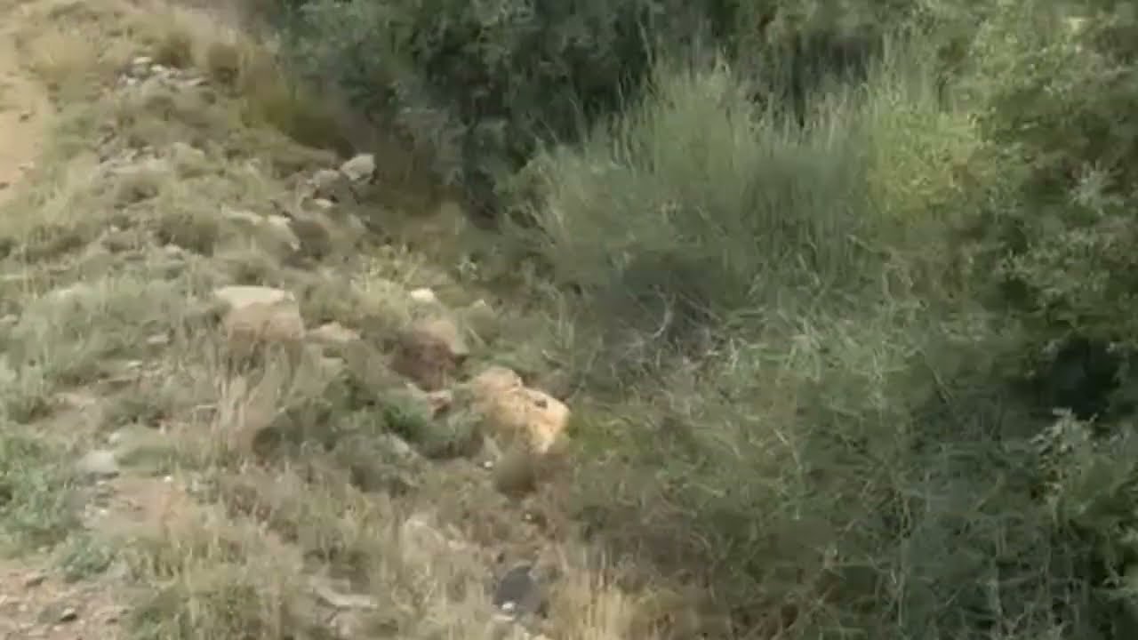 عيسى الاحسائي ريم رماني من الشباك شباك في منزل عالي