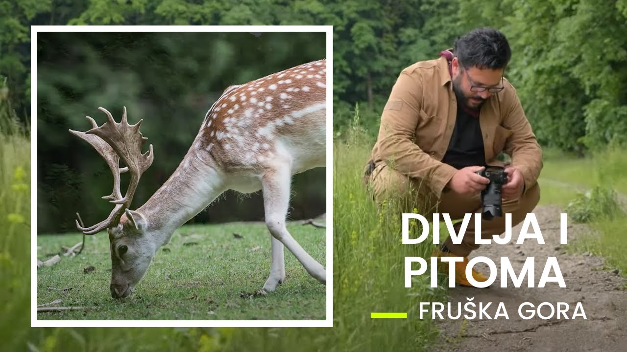 Šta sve možete videti na FRUŠKOJ GORI | Divlja i pitoma priroda | PUTOVANJE BEZ GRANICA S02Ep16