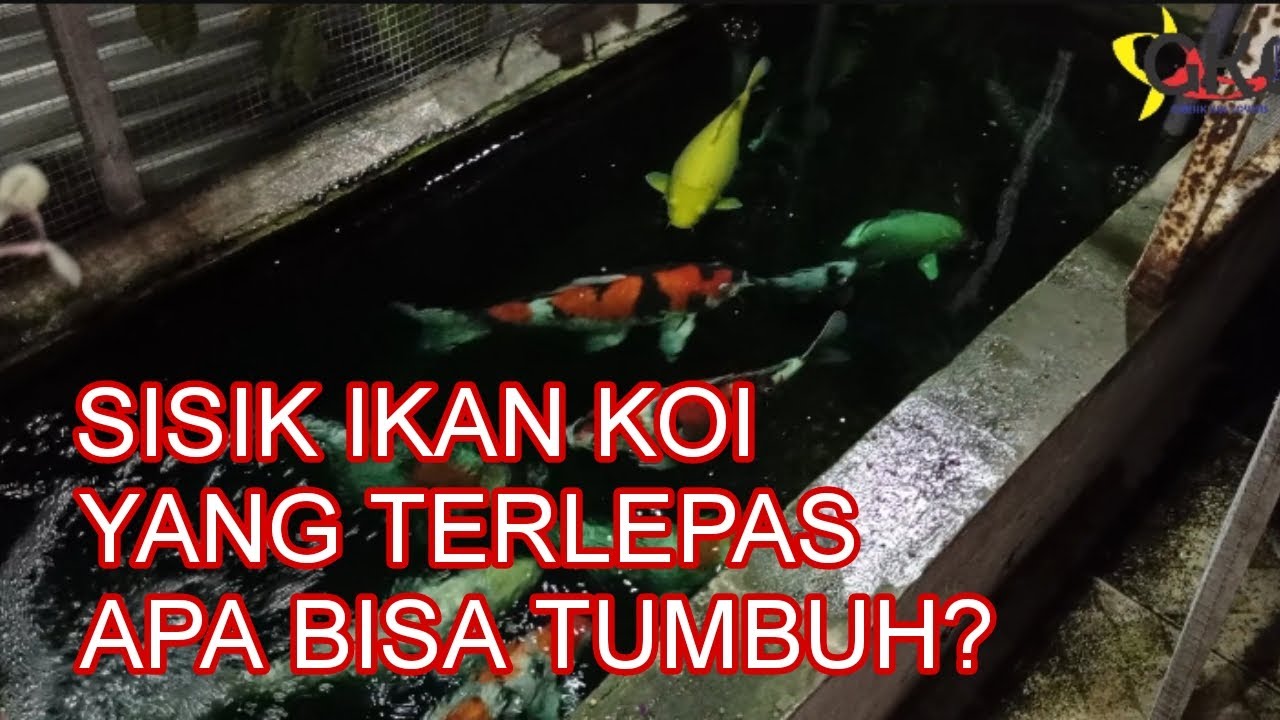 SISIK IKAN KOI BISA TUMBUH LAGI|| @gresikkoilovers
