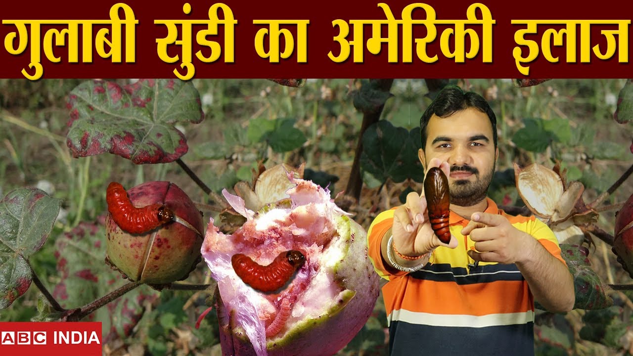 गुलाबी सुंडी का अमेरिकी इलाज | best pesticide for pink Bollworm | gulabi sundi ki dawai #cottonfarm