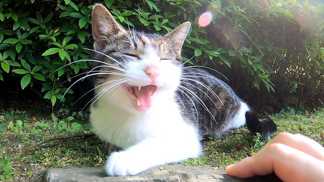 【会話がはずむ猫と再会】やっぱりよくしゃべる Reunion with the cat with a good conversation