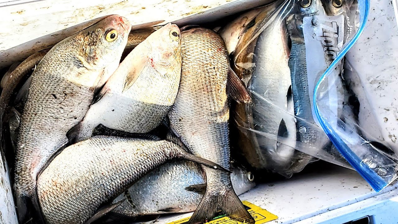 How to Catch DEEP WATER Shad!! (Catch and Cook)