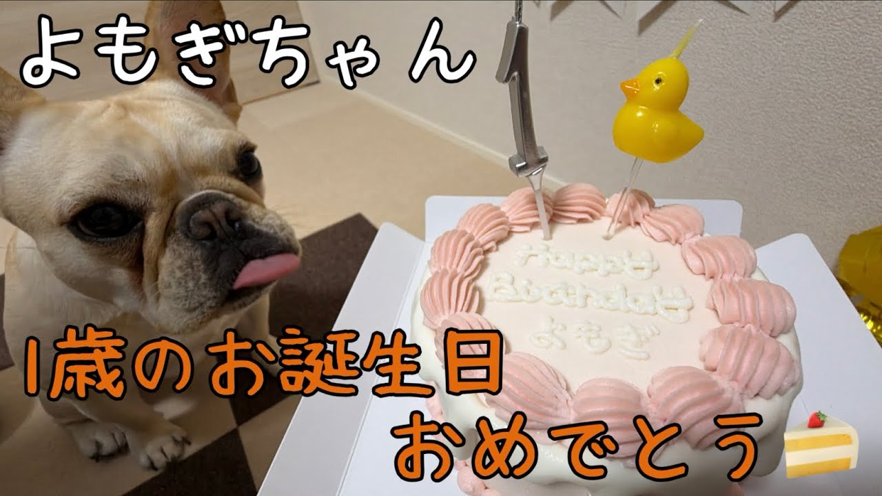 よもぎ🐾1歳のお誕生日おめでとう🎂🎁