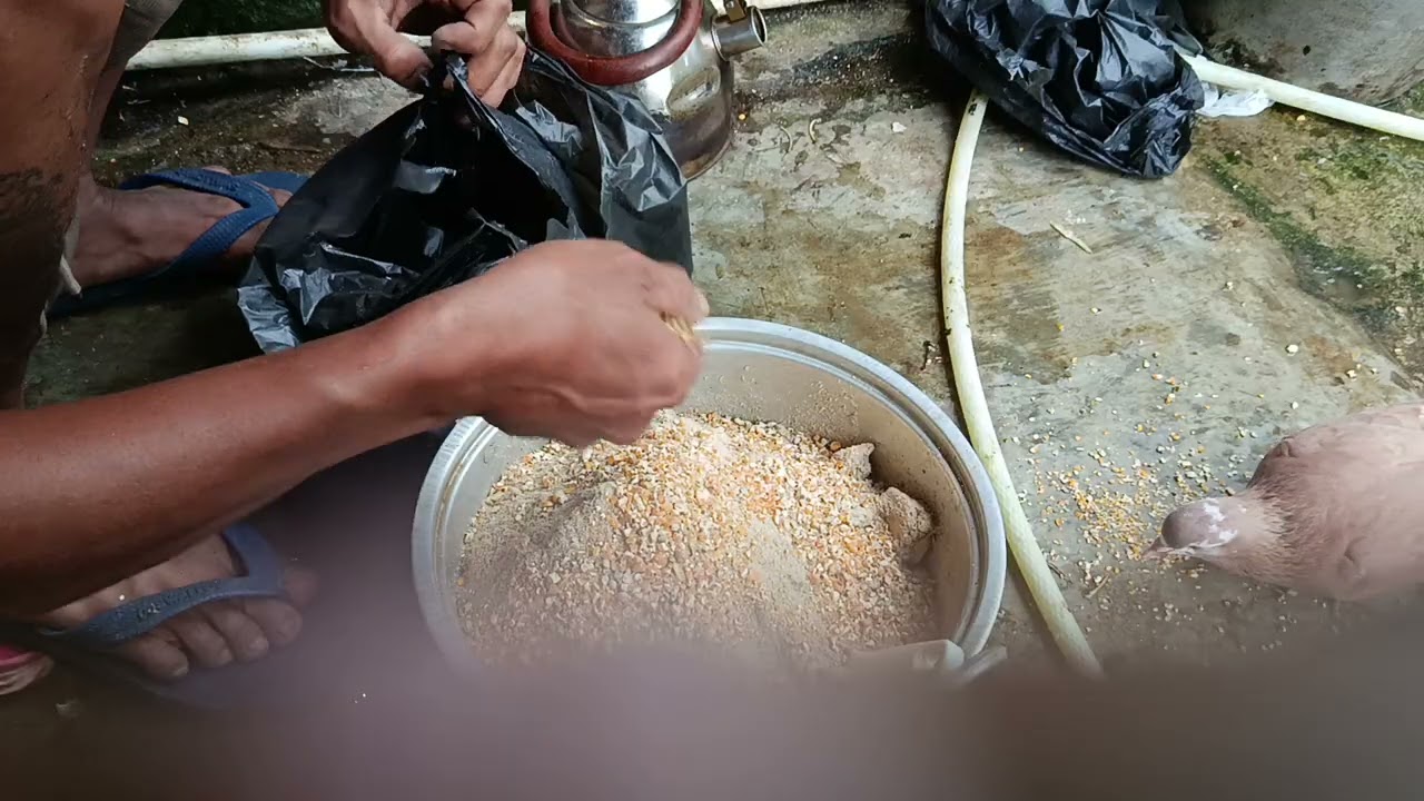 Rutinitas pemberian pakan entok 20/01/2026