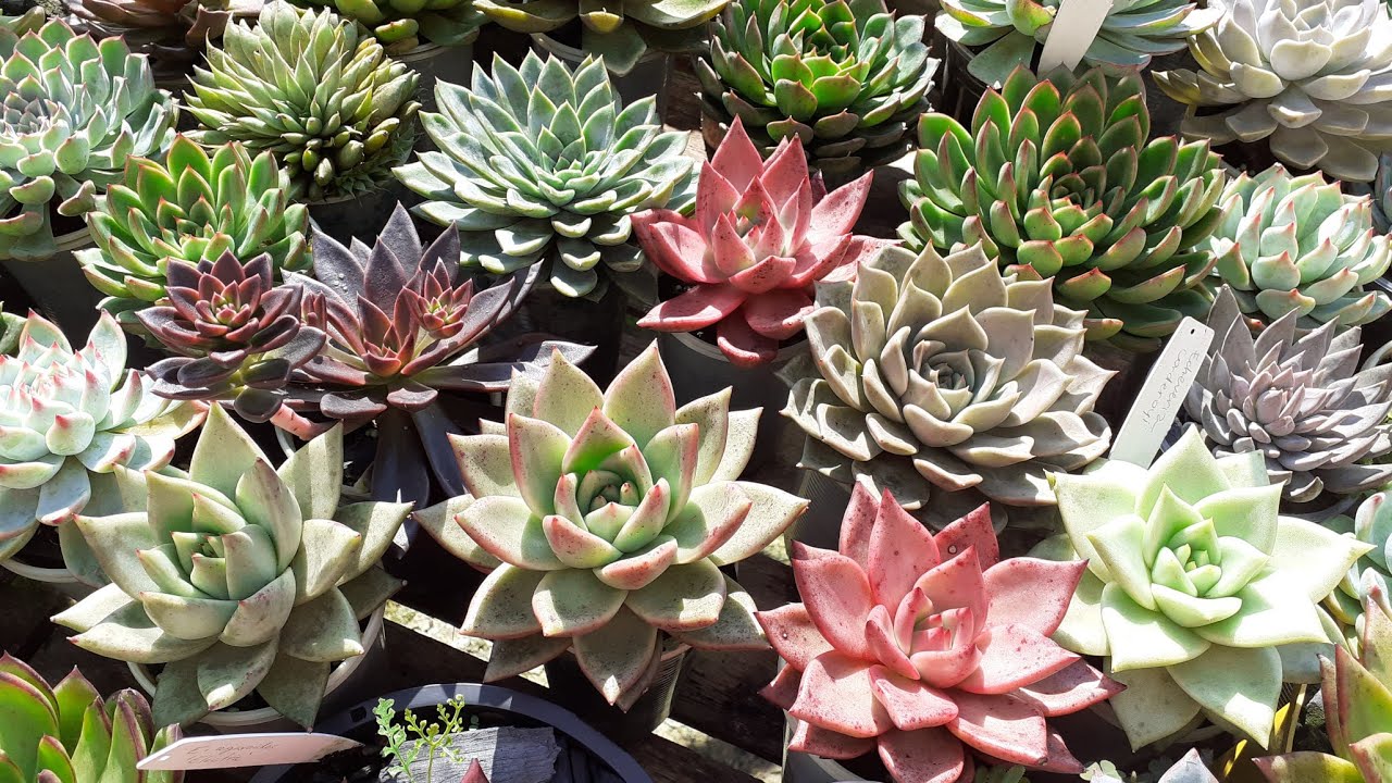 Tour 3 Suculentas Agavoides! Meu cultivo é no tempo/na chuva/ gastando pouco/ cultivo simples !!!