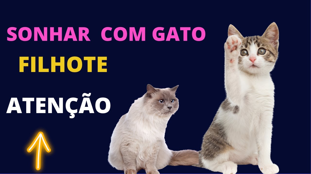 Sonhar com gato filhote - Saiba o que significa sonhar com filhote de gato