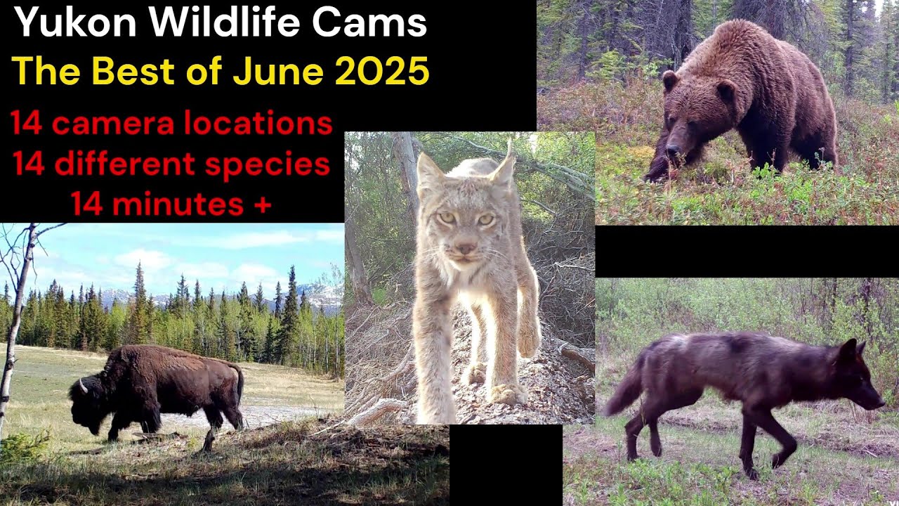 My best trail cam videos of June 2025