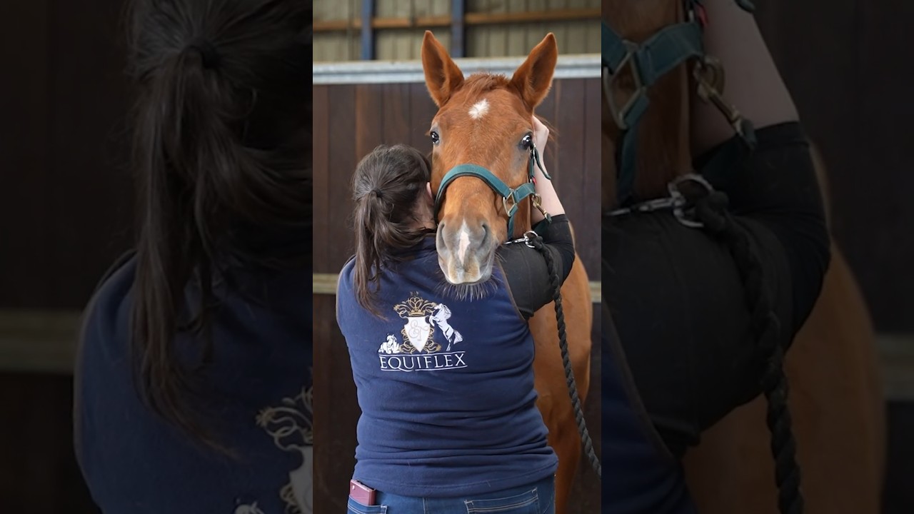 🐴 10 Reasons Why Your Horse Needs Equine Sports Massage Therapy! 💆&zwj;♀️✨ #Horse #Massage #Equestrian