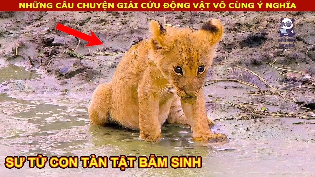 Ch&uacute; Sư Tử con t&agrave;n tật trở th&agrave;nh Vua Sư Tử nhờ sự ki&ecirc;n tr&igrave; của m&igrave;nh || Review Con Người V&agrave; Cuộc Sống
